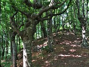 52 Filari di faggi sagomati sul Sentiero dei roccoli